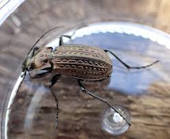 Attēlu rezultāti vaicājumam “Carabus granulatus”