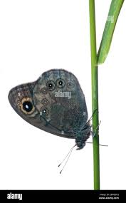 Attēlu rezultāti vaicājumam “Lasiommata petropolitana upperside”