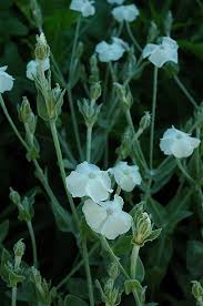 Image result for Lychnis coronaria alba