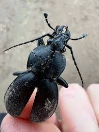 Attēlu rezultāti vaicājumam “Carabus coriaceus”