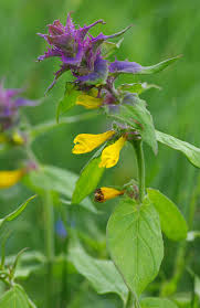 Attēlu rezultāti vaicājumam “Melampyrum nemorosum leaf”
