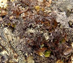 Attēlu rezultāti vaicājumam “Cetraria sepincola”