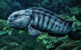 Image result for Anarhichas denticulatus