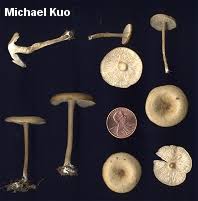 Image result for Melanoleuca rasilis var. pseudoluscina