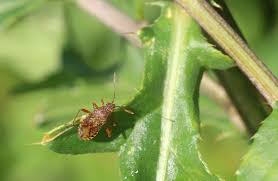 Attēlu rezultāti vaicājumam “Rhopalus maculatus”