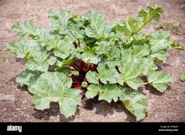 Attēlu rezultāti vaicājumam “Rheum rhabarbarum leaf”