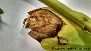 Attēlu rezultāti vaicājumam “Comatricha pulchella stalked”