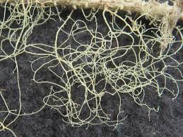 Attēlu rezultāti vaicājumam “Ramalina thrausta”