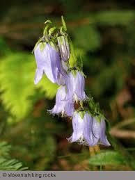 Attēlu rezultāti vaicājumam “Campanulaceae”