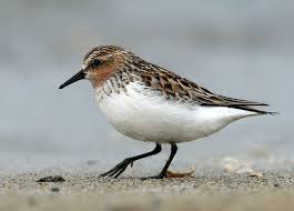 Image result for Calidris ruficollis