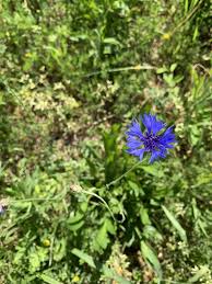 Attēlu rezultāti vaicājumam “Cyanus segetum flower”