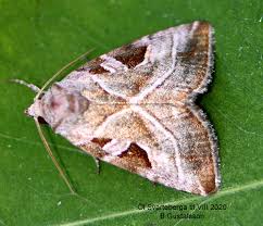 Attēlu rezultāti vaicājumam “Eucarta virgo”