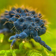 Attēlu rezultāti vaicājumam “myxomicetes”