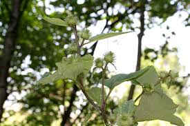 Attēlu rezultāti vaicājumam “Arctium nemorosum”