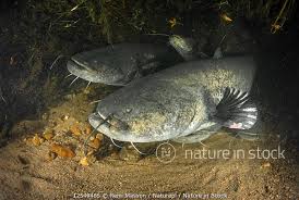 Image result for Silurus glanis