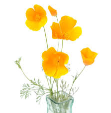 Attēlu rezultāti vaicājumam “Eschscholzia californica fruit”