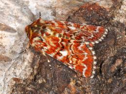 Attēlu rezultāti vaicājumam “Anarta myrtilli larva”