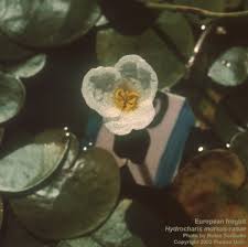 Attēlu rezultāti vaicājumam “Hydrocharis morsus-ranae bud”