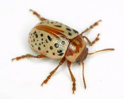 Attēlu rezultāti vaicājumam “Chrysomelidae”