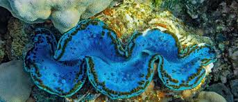 Image result for tridacna