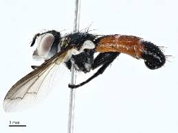 Attēlu rezultāti vaicājumam “Cylindromyia sp.”