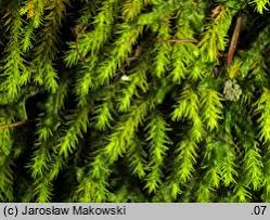 Attēlu rezultāti vaicājumam “Anomodon viticulosus”