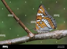 Attēlu rezultāti vaicājumam “Limenitis populi underside”