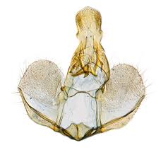 Attēlu rezultāti vaicājumam “Pandemis heparana”