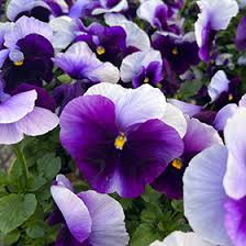 Image result for Viola wittrockiana