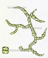 Attēlu rezultāti vaicājumam “Pleurococcus vulgaris”
