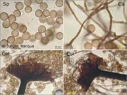 Attēlu rezultāti vaicājumam “Enerthenema papillatum”