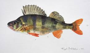 Image result for Perca flavescens