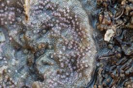 Attēlu rezultāti vaicājumam “Bryozoa”