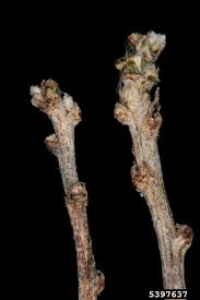 Image result for Colutea arborescens