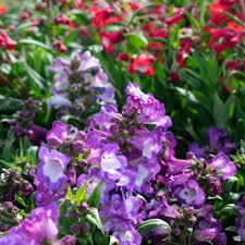 Image result for Penstemon
