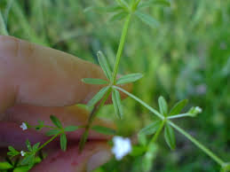 Attēlu rezultāti vaicājumam “Galium elongatum leaf”