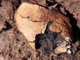 Attēlu rezultāti vaicājumam “Fuligo luteonitens”