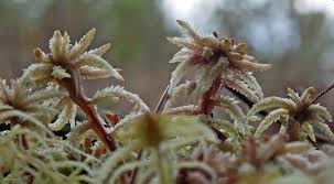 Attēlu rezultāti vaicājumam “Sphagnum inundatum”