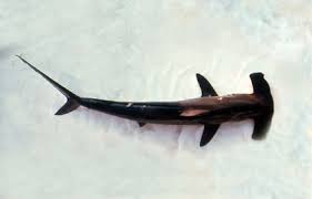 Image result for Sphyrna