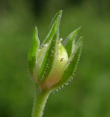 Attēlu rezultāti vaicājumam “Moehringia trinervia bud”
