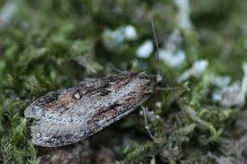 Attēlu rezultāti vaicājumam “Semioscopis oculella”