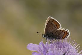 Attēlu rezultāti vaicājumam “Plebejus argus female”