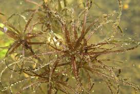 Attēlu rezultāti vaicājumam “Najas flexilis”