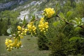 Attēlu rezultāti vaicājumam “Berberis vulgaris”