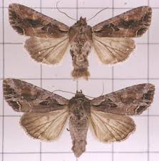 Attēlu rezultāti vaicājumam “Lacanobia suasa”