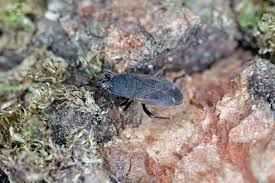 Attēlu rezultāti vaicājumam “Eremocoris plebejus”