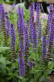 Image result for Salvia nemorosa