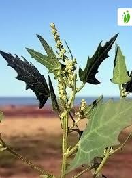 Attēlu rezultāti vaicājumam “Atriplex calotheca leaf”