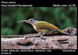 Attēlu rezultāti vaicājumam “Picus canus female”