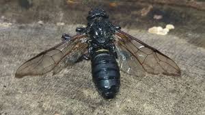 Attēlu rezultāti vaicājumam “Cimbex femoratus”